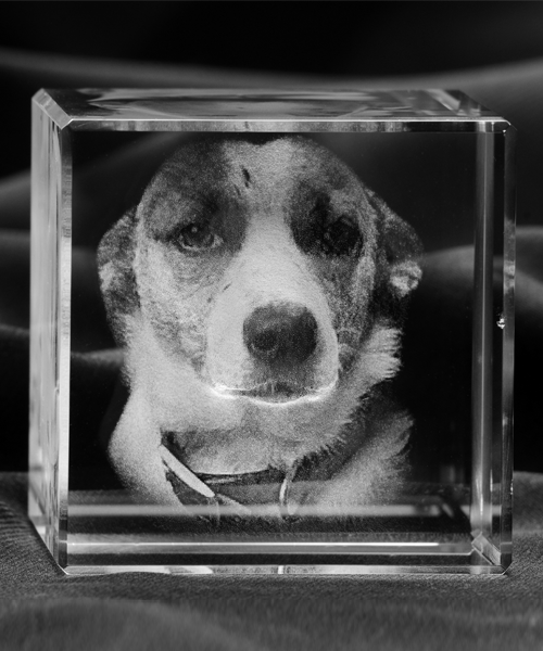 Trójwymiarowe zdjęcie (3D) psa - pomysł na prezent dla miłośnika zwierząt