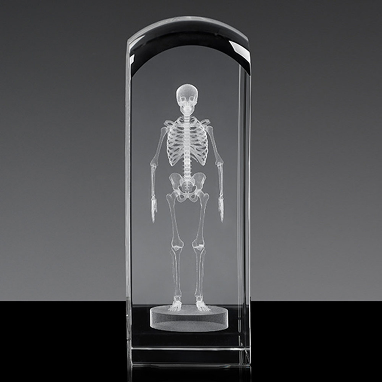 Szkielet 3D - prezent dla lekarza, absolwenta medycyny, doktora