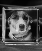 Fotokryształ 3D z popiersiem pieska – personalizowana statuetka w etui