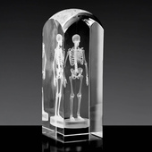 Szkielet 3D - statuetka na prezent dla lekarza w dużej statuetce 19x6,5x6,5 cm