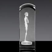 Szkielet 3D - prezent dla lekarza, absolwenta medycyny, doktora