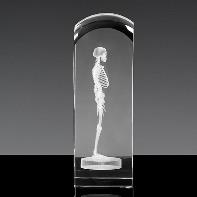 Szkielet 3D - prezent dla lekarza, absolwenta medycyny, doktora