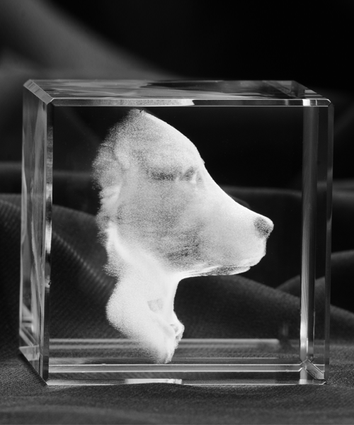 Trójwymiarowe zdjęcie (3D) psa - pomysł na prezent dla miłośnika zwierząt